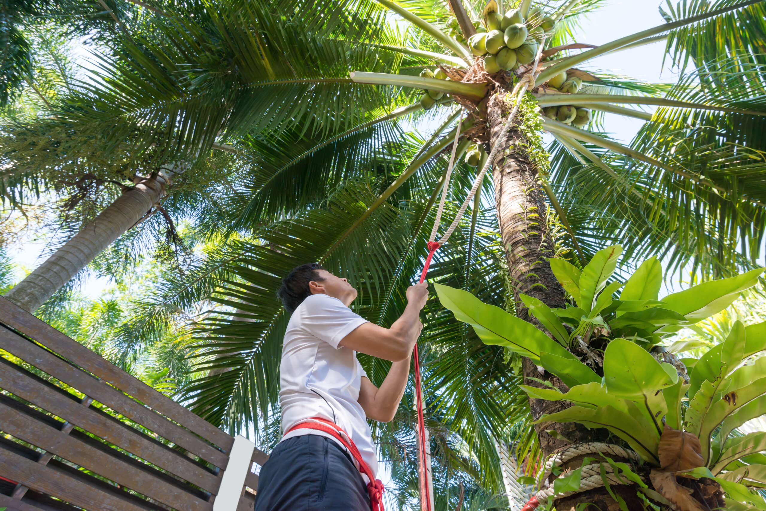 Como podar una palmera